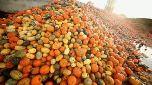 stock-footage-video-footage-of-a-food-over-production-of-pumpkins